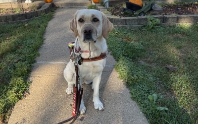 The Iowa Lion: November 2025