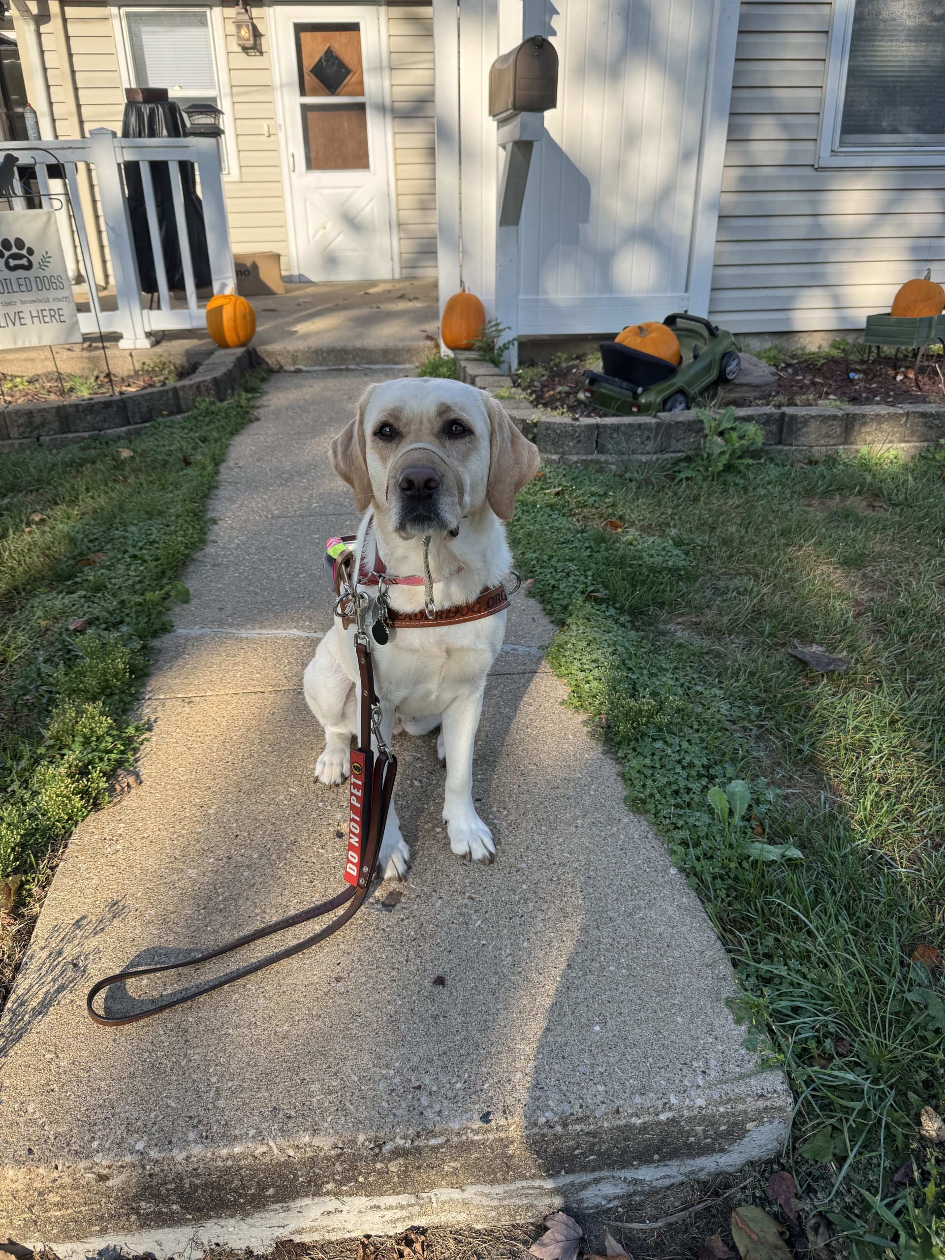 Feature Story – Leader Dog Millie Leader Dog Millie, a blond labrador, sits on the sidewalk in front of her home with a lead lying in front of her